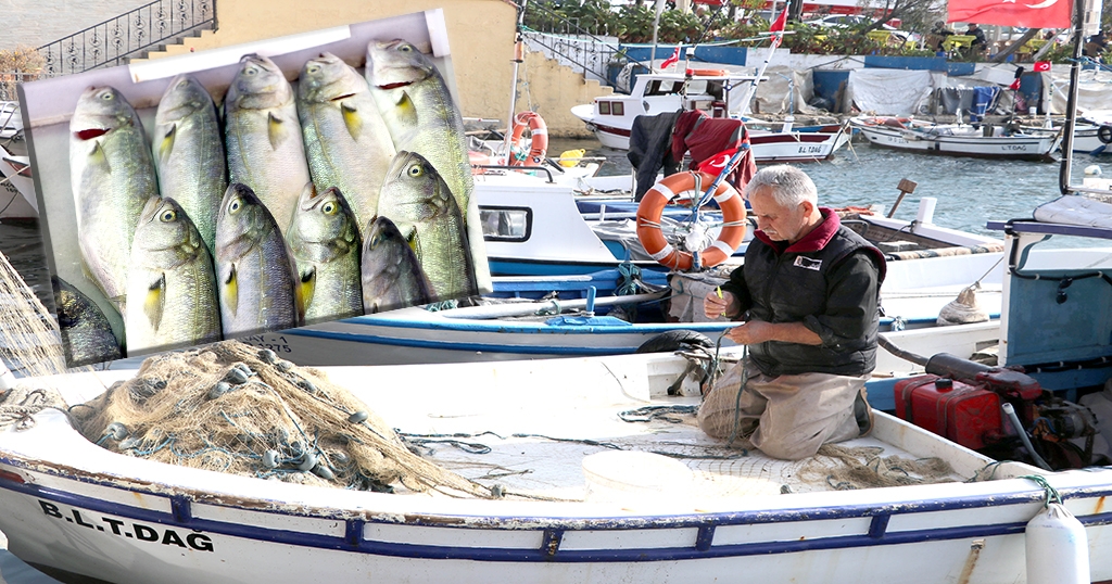 Lüfer Marmara’da balıkçının yüzünü güldürmeye başladı