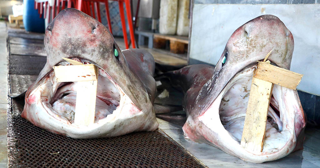 Balıkçıların ağına iki köpek balığı takıldı
