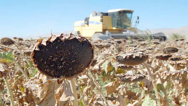 Edirne’de desteklenecek tarım ürünleri açıklandı