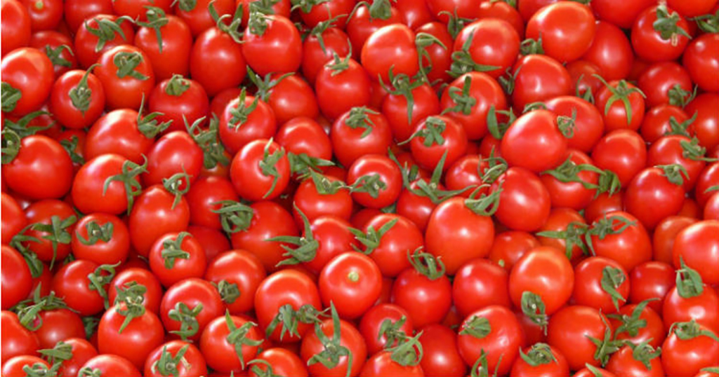 Bulgaristan, Türkiye’den ithal edilen 5 ton domatesi imha edecek