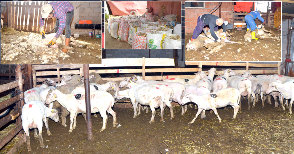 Trakya’da, koyun kırkma telaşı başladı