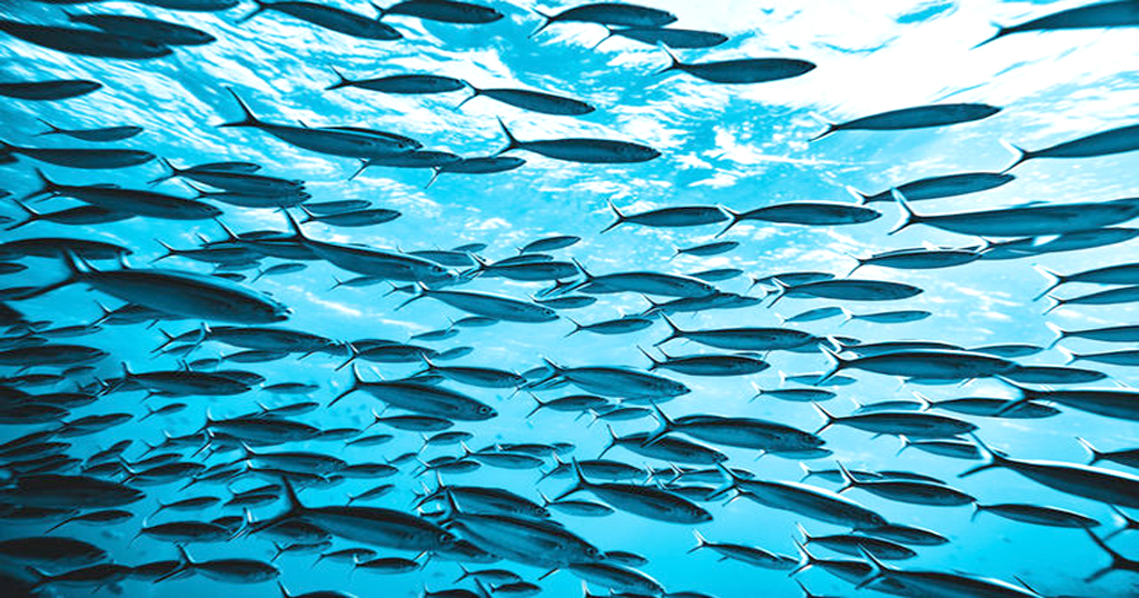 “Denizcilik faaliyetlerindeki kısıtlama, balık popülasyonunu arttırır”