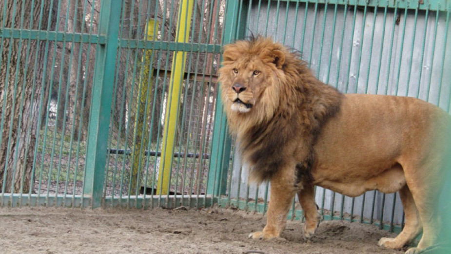 Razgrad Hayvanat Bahçesi’ndeki aslan Lübo diyete girecek