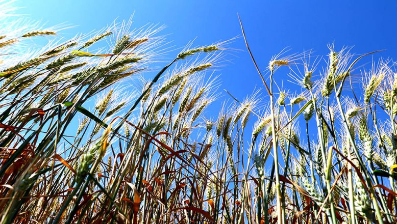 Anadolu kırmızı sert buğdayın kilogramı en yüksek 2,947 liradan işlem gördü