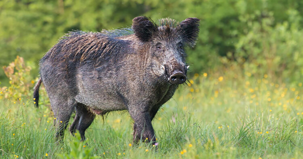 Çiftçilere “domuz” uyarısı!