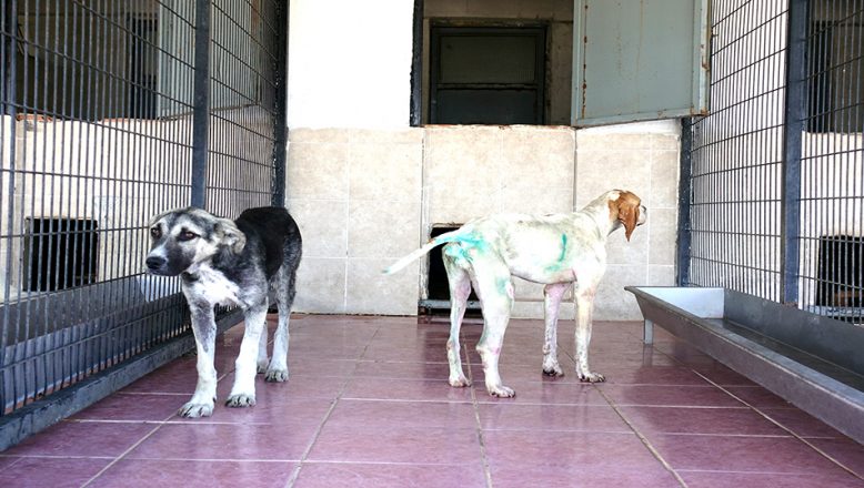 Bilgin: “12 köpeği katleden şüpheliler tespit edildi”