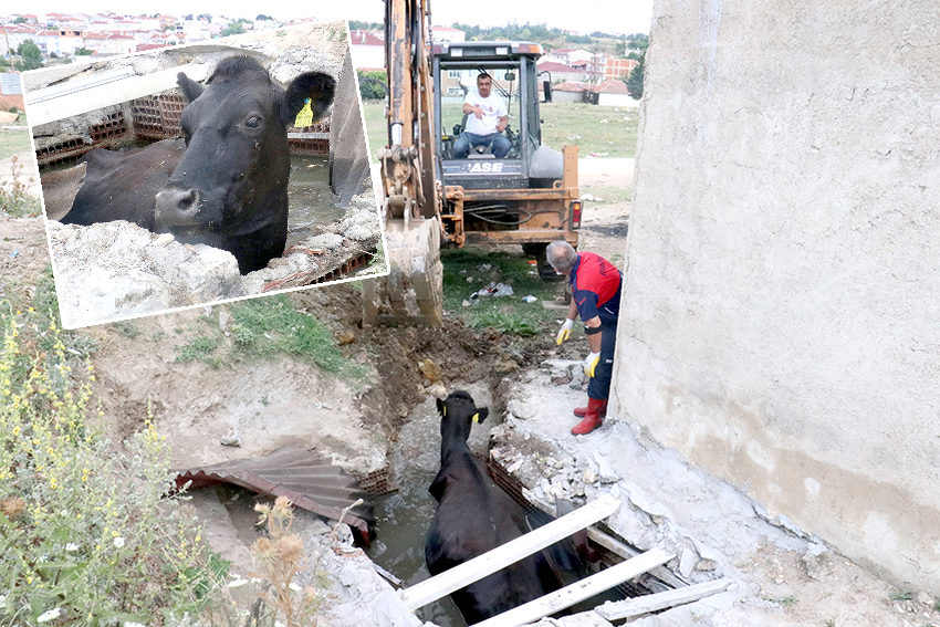 Kanalizasyona düşen inek kurtarıldı