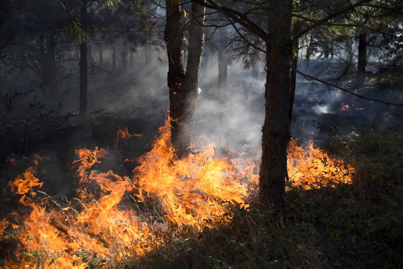 Enez’de çıkan orman yangını söndürüldü