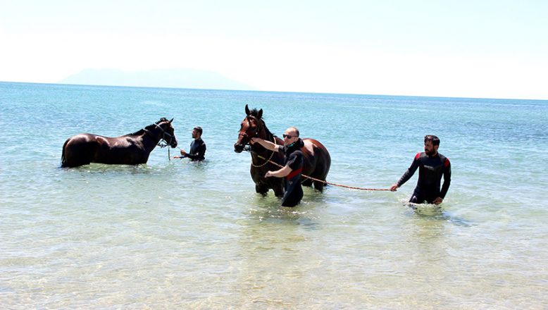 Şampiyon atlar Saros’da form tutuyor