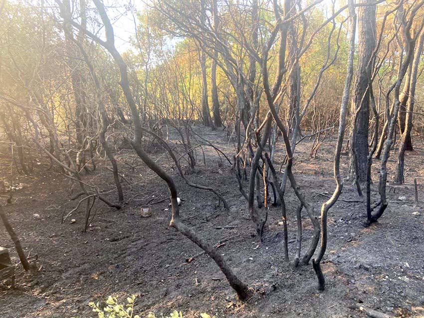Korudağı’ndaki orman yangını söndürüldü