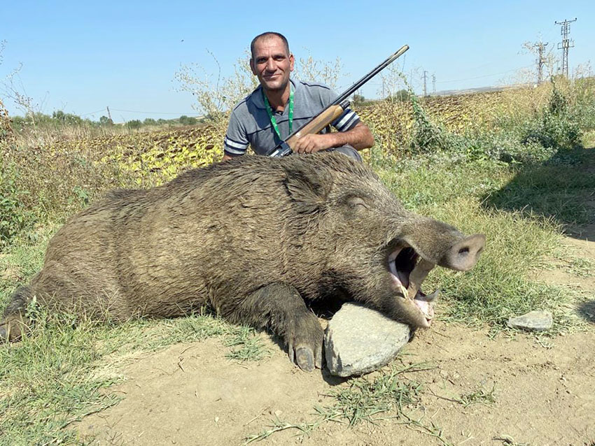 280 kiloluk yaban domuzu avlandı