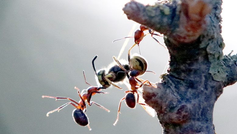“Kırmızı orman karıncaları” korumaya alındı