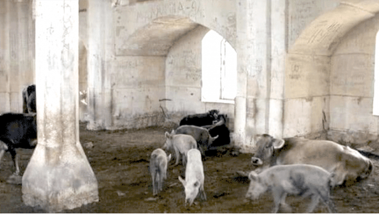 İşgalci Ermeniler, tarihi camiyi domuz ahırına çevirmişler