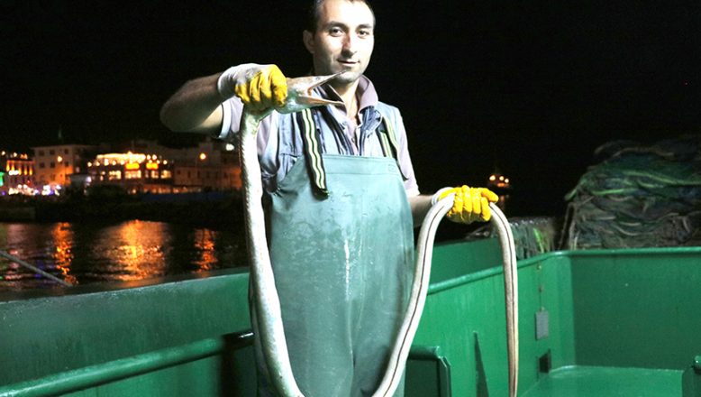 Çanakkale Boğazı’nda, Dikenli Yılan Balığı yakalandı