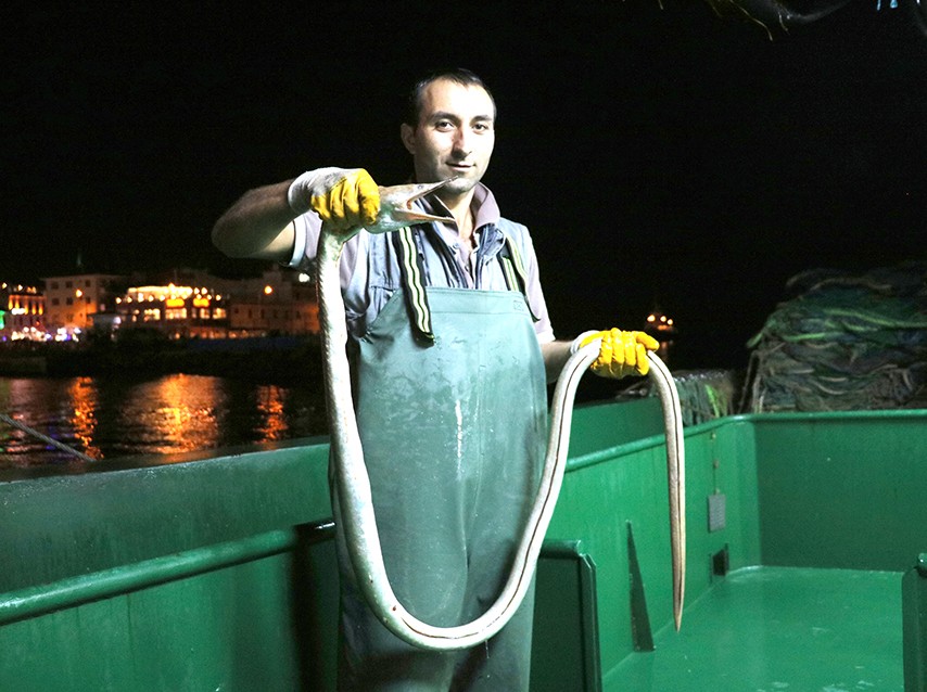 Çanakkale Boğazı’nda, Dikenli Yılan Balığı yakalandı