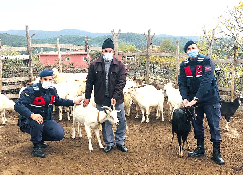 Kaybolan koyunlar, drone yardımıyla bulundu