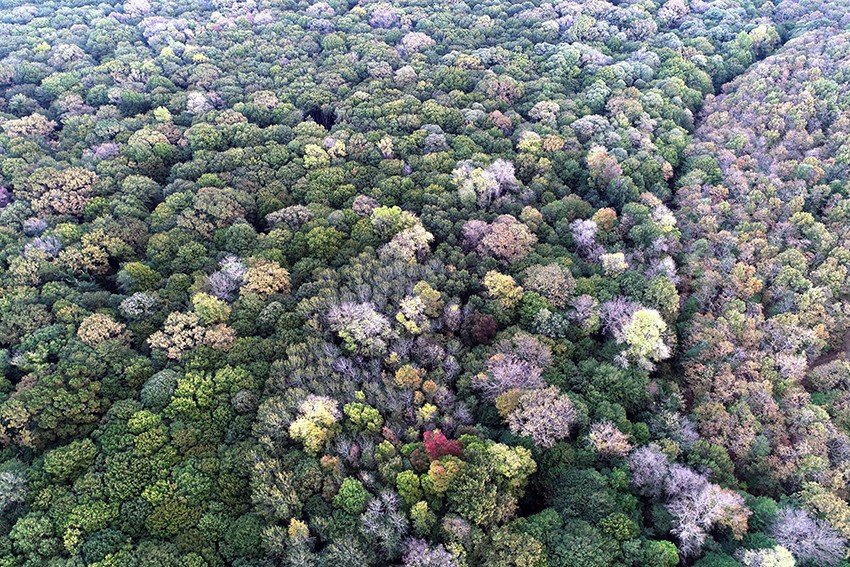 Longoz Ormanları, güz renkleriyle büyülüyor