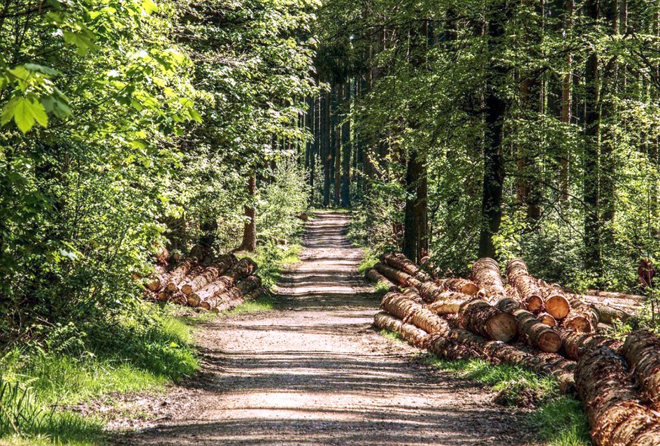 Bulgaristan ormanlarının doğal tedavisi