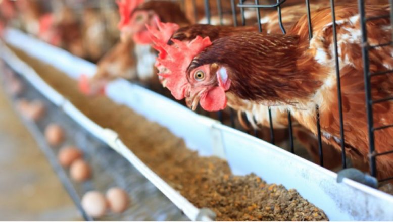 Bulgaristan’da bir tavuk çiftliğinde kuş gribi tespit edildi