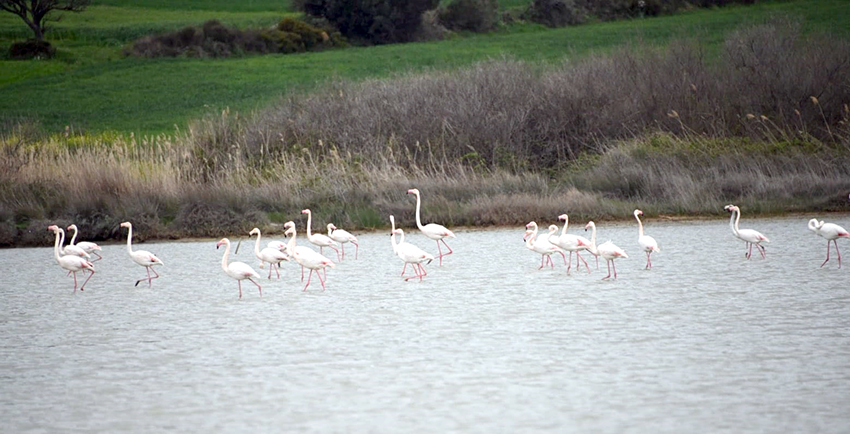 Flamingolarla ayrı bir güzelliğe büründü
