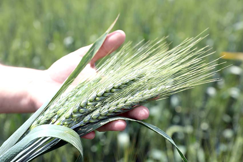 Buğdayın kilogramı en yüksek 3,184 liradan satıldı