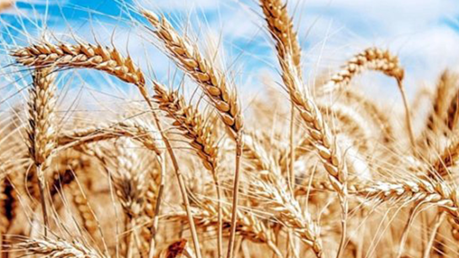 Bulgaristan’da buğday verimi yüzde 55 arttı
