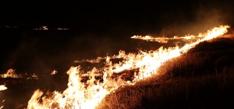 Anız yangını korkuttu! Ayçiçeği tarlaları zarar gördü