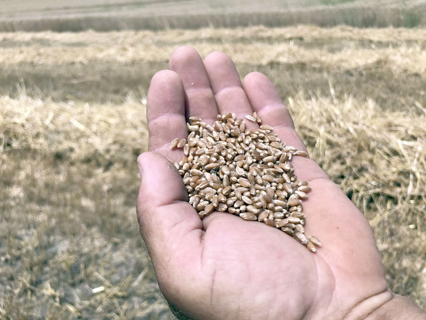 Edirne Ticaret Borsası’nda buğday en yüksek 6,801 liradan satıldı