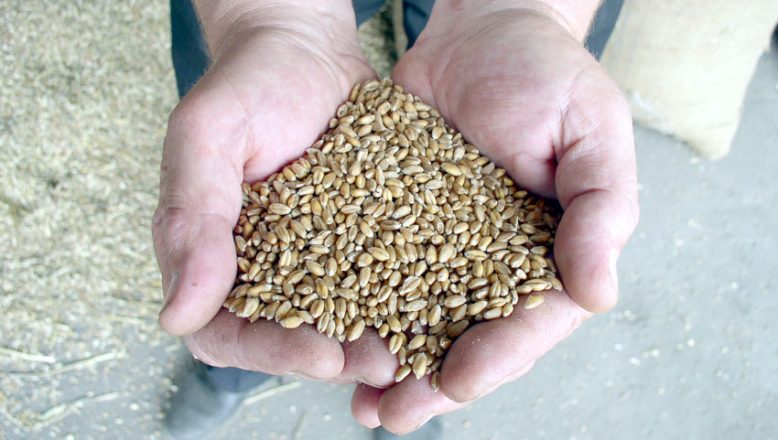 Buğdayın kilogramı en yüksek 3,192 liradan satıldı