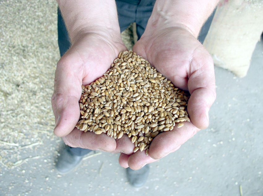 Anadolu kırmızı sert buğdayın kilogramı en yüksek 3,022 liradan satıldı