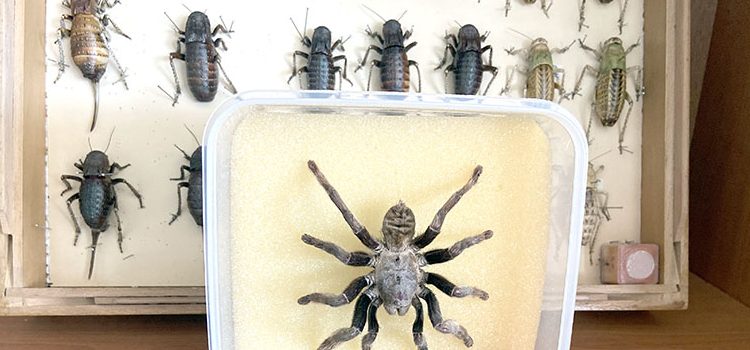 Omurgasızlar Müzesi’nde 2 bin böcek türü sergileniyor