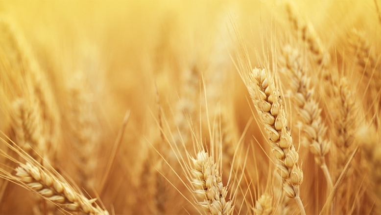 Buğdayın kilogramı en yüksek 3 lira 833 kuruştan satıldı