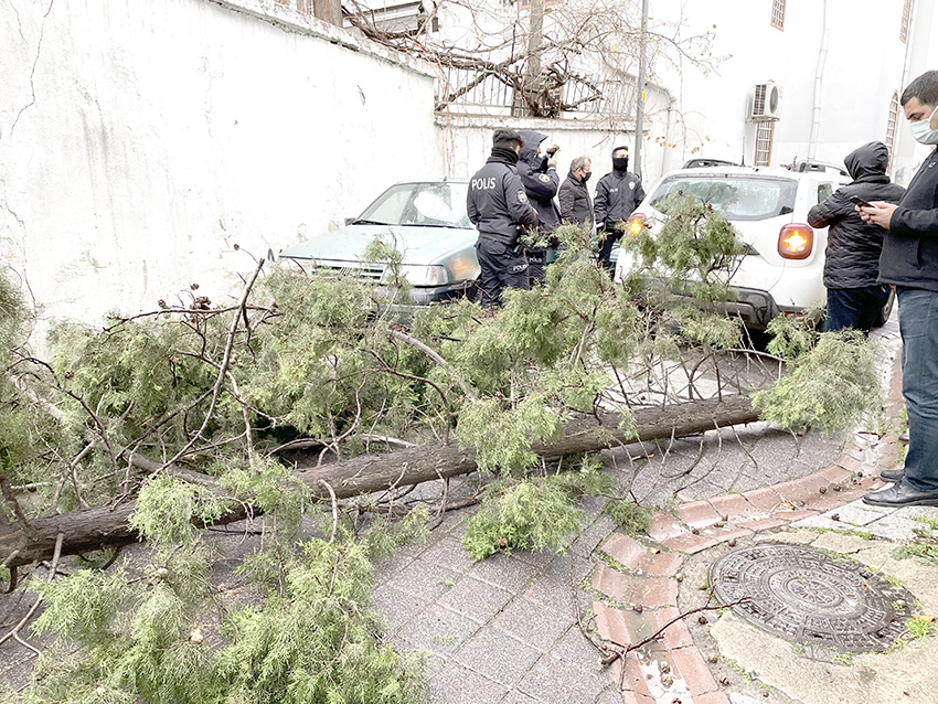 Fırtınada devrilen ağaç 3 otomobile zarar verdi