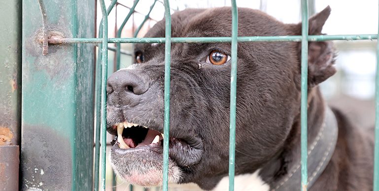 Yunanistan sahipsiz hayvan sayısının artmasının önüne kısırlaştırmayla geçiyor