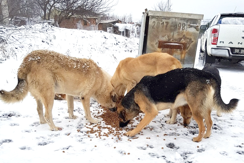 Karda yiyecek bulmakta zorlanan hayvanlar unutulmadı