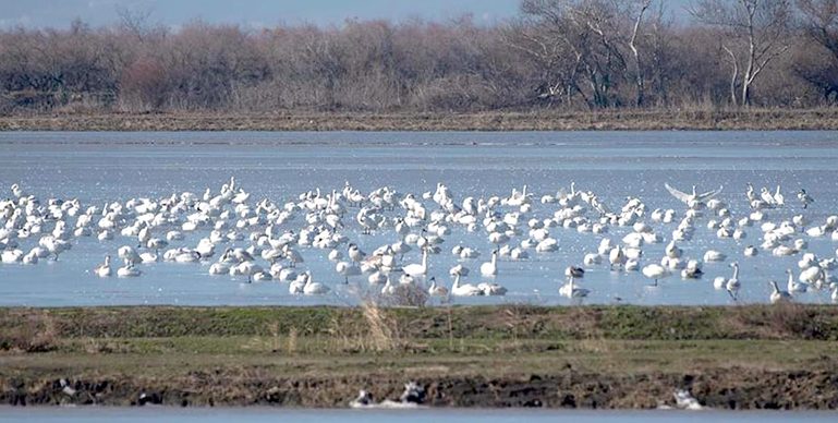 Gala Gölü’nde 232 kuş türü tespit edildi