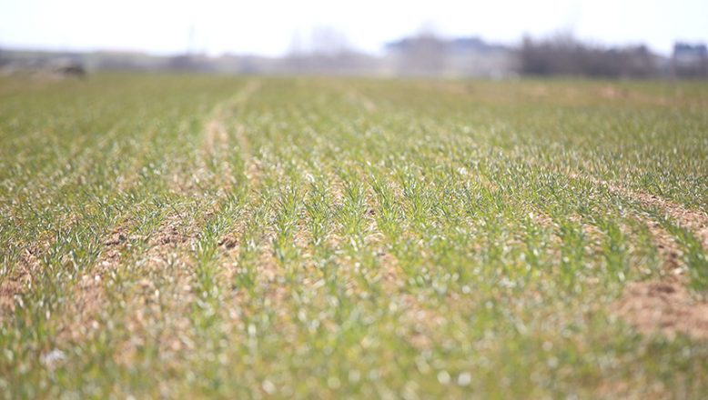 Yağışların Trakya’da buğday ve ayçiçeğinde rekolteyi artırması bekleniyor