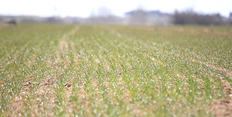 Yağışların Trakya’da buğday ve ayçiçeğinde rekolteyi artırması bekleniyor
