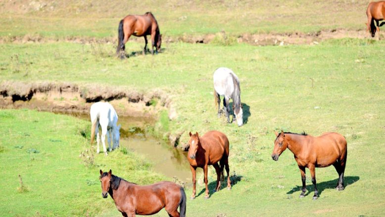 Belediye, başıboş atlarla ilgili Tarım ve Orman İl Müdürlüğü’nü işaret etti!