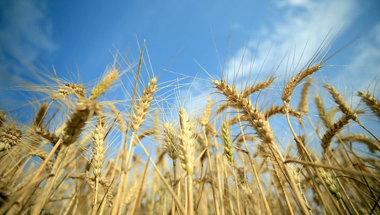 Buğdayın kilogramı en yüksek 6,900 liradan satıldı