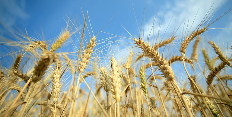 Borsada buğdayın kilogramı en yüksek 7,002 liradan satıldı