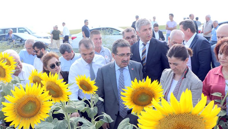 Bakan Yardımcısı Pakdil, Edirne’de ayçiçeği tarlalarında incelemede bulundu