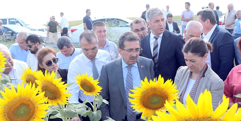 Bakan Yardımcısı Pakdil, Edirne’de ayçiçeği tarlalarında incelemede bulundu