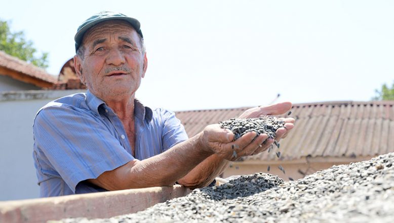 Edirne’de çiftçiler “gün döndü” veriminden memnun