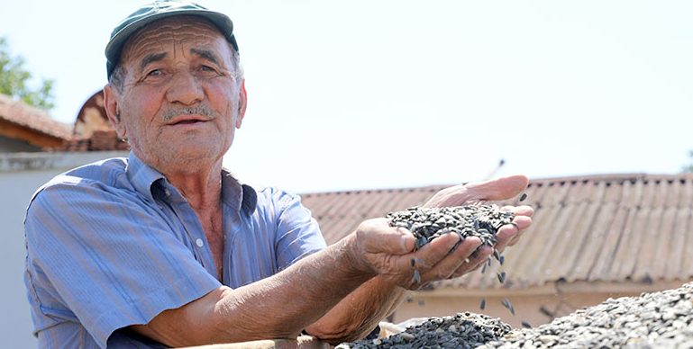 Edirne’de çiftçiler “gün döndü” veriminden memnun