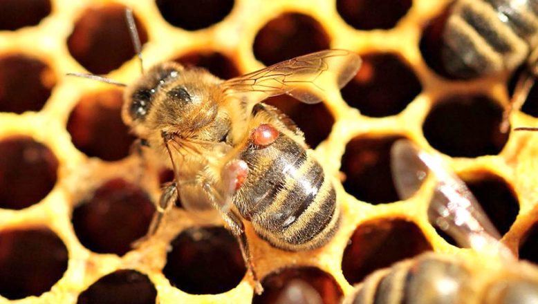 “İklim değişikliği, varroa hastalığının bal arıları üzerindeki etkisini arttırıyor”