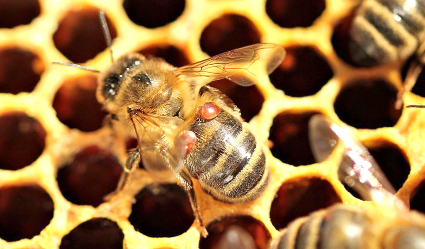 “İklim değişikliği, varroa hastalığının bal arıları üzerindeki etkisini arttırıyor”