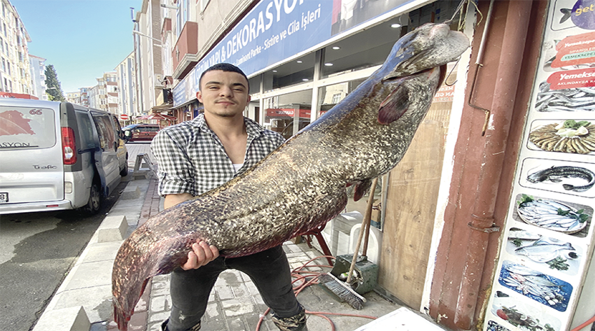 Oltayla 70 kiloluk yayın balığı yakalandı