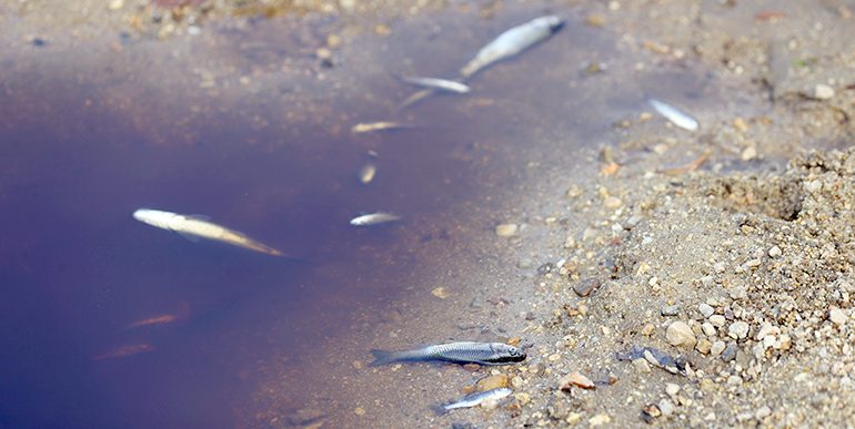 Edirne’de Hasanağa Deresi’nden balık ölümleri nedeniyle numune alındı