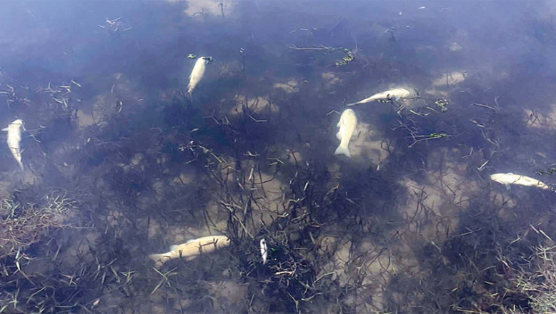 Yuvalı Deresi’ndeki balık ölümleri araştırılıyor